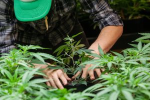 Person tending to cannabis plants in a grow operation.